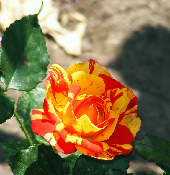 Isolde Hit photo ih2013_06230047_zps87211f17.jpg